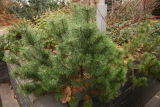 Pinus mugo RCP1-2019 (265).JPG